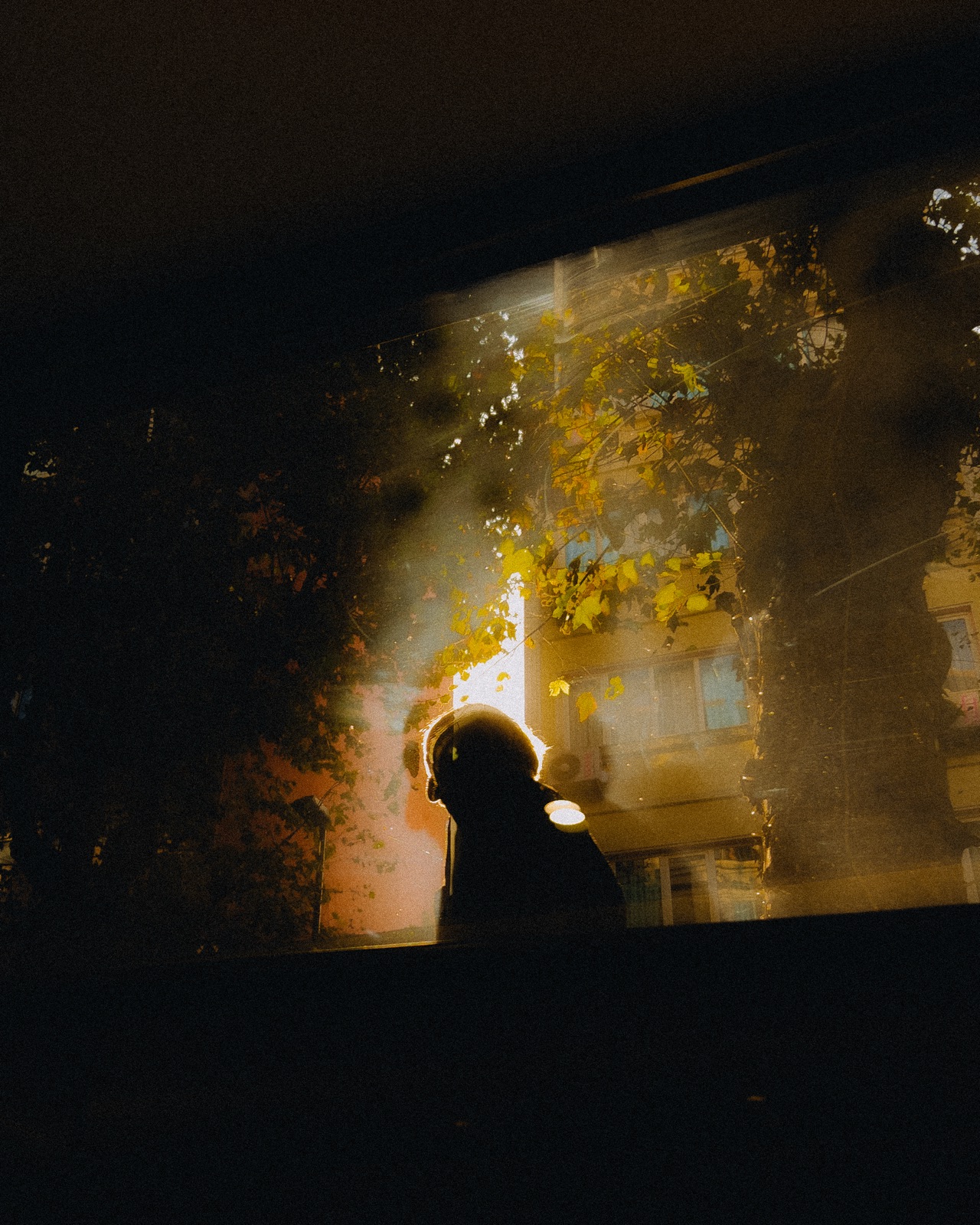 A golden-hour scene with warm low-angle sunlight and long soft shadows